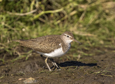 Common sandpiper Adult June Foteviken 0280.jpg