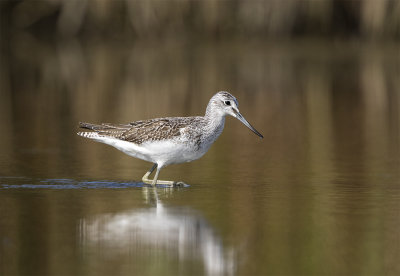 Greenshank juvenile August Foteviken 2431.jpg