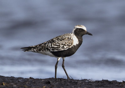 Grey plover adult August Stavsten 0071.jpg