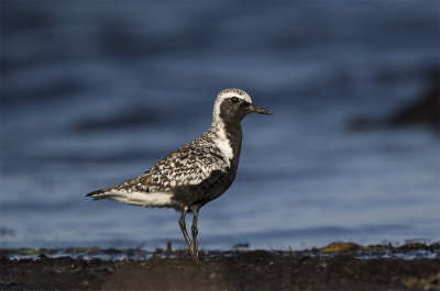 Grey plover adult august Stavsten 0545.jpg