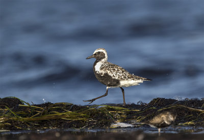 Grey plover adult August Stavsten 0560.jpg