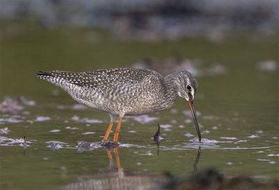 Spotted redshank juvenile August Stavsten 0382.jpg