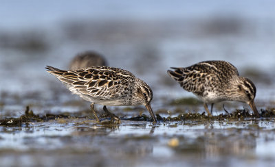 Broad-billed sandpiper Foteviken May 0786 tripple.jpg