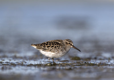 Broad-billed sandpiper Foteviken May 1230.jpg