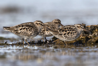 Broad-billed sandpiper Foteviken May tripple 0826.jpg