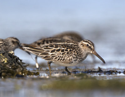 Broad-billed sandpiper Foteviken May 1022.jpg