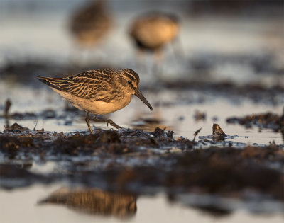 Broad-billed sandpiper juvenile August Stavsten 1918.jpg