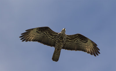 Honey buzzard adult Falsterbo September 7950.jpg