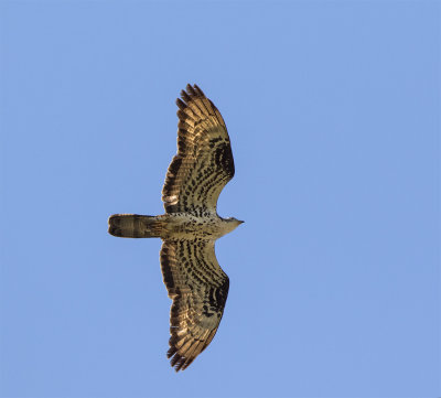 Honey buzzard Brringe July 0144.jpg