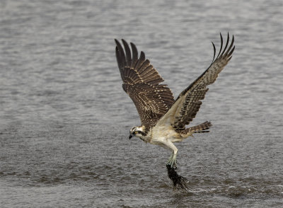 Osprey juvenile Nsbyholmssjn September 0542.jpg