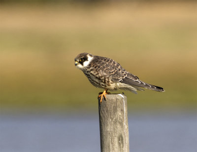 Red-footed falcon juvenile August Skanr 0497.jpg