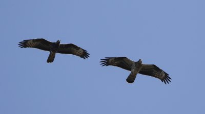 Honey buzzard juveniles B3A0082 (1).jpg