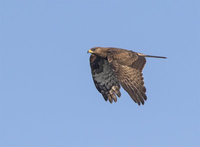 Honey buzzard juvenile above Foteviken September 0023.jpg