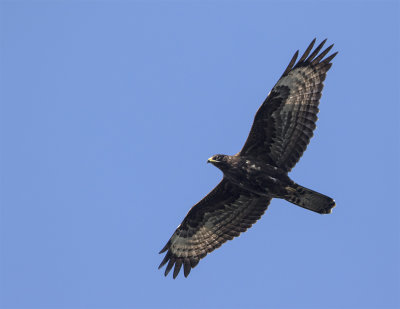 Honey buzzard juvenile Falsterbo Sept 0087.jpg