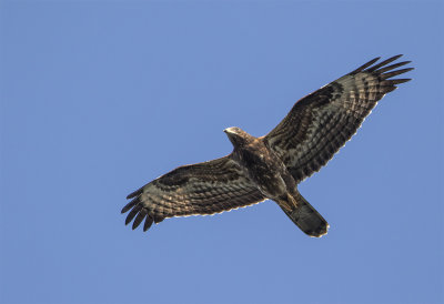 Honey buzzard juvenile Falsterbo September 0059.jpg