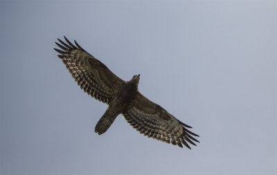 Honey buzzard juvenile Falsterbo September 7830.jpg