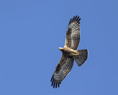Honey buzzard juvenile Sept Falsterbo 0251.jpg