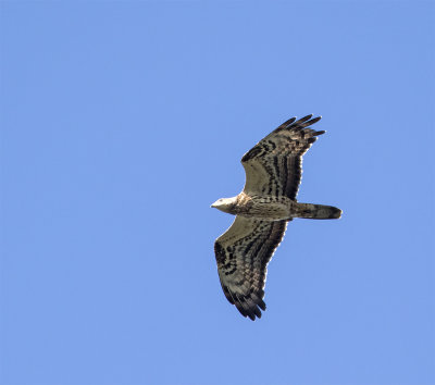 Honey buzzard juvenile September Falsterbo 0006.jpg
