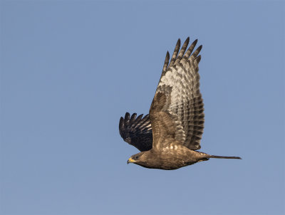Honey buzzard juvenile September Foteviken 0037.jpg