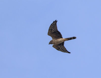 Pallid harrier female Sepember Havgrd 0067.jpg