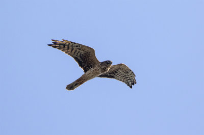 Pallid harrier female Kanalen september 0505.jpg