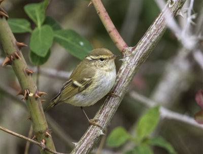 Yellow-browed warbler Banvallen October 0207.jpg
