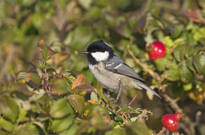 Coal tit Nabben, Falsterbo October