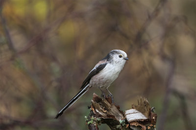 Long-tailed tit Banvallen October 1795.jpg