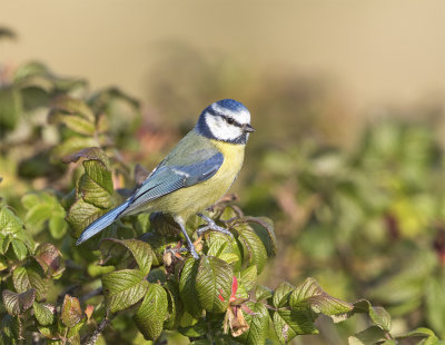 Blue tit Falsterbo Nabben October.jpg