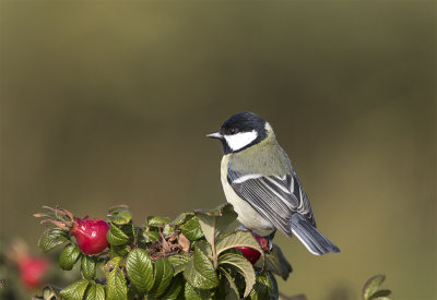Great tit Falsterbo Nabben October.jpg
