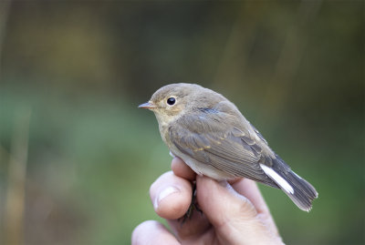 Red-breasted flycatcher 1cy N Ljunghusen October.jpg