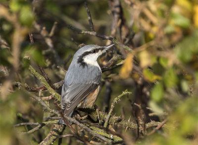 Nuthatch Falsterbo October.jpg