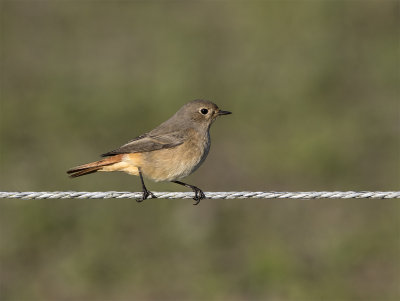 Redstart 1st cy Lilla Hammarsns September 0026.jpg
