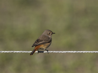 Redstart 1st cy Lilla Hammarsns September 0041.jpg