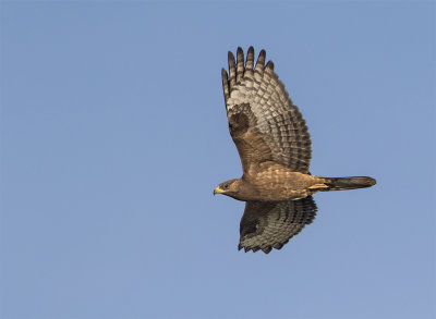 Honey buzzard juvenile September Foteviken 0043.jpg