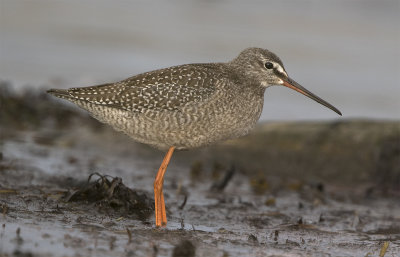 Spotted redshank juvenile August Stavsten 0043.jpg