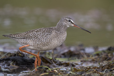 Spotted redshank juvenile Stavsten August 0239.jpg