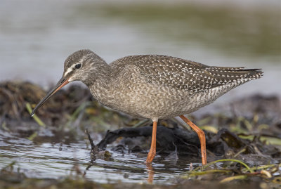 Spotted redshank juvenile August Stavsten 0641.jpg
