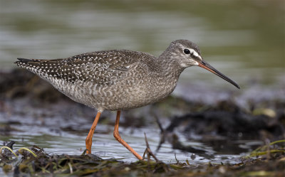 Spotted redshank juvenile August Stavsten 0657.jpg