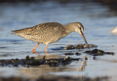 Spotted redshank juvenile August Stavsten 1097.jpg