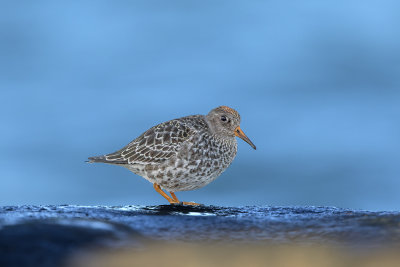 Purple sandpiper 1st winter Skanr November 6621.jpg
