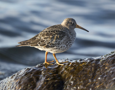 Purple sandpiper 1st winter February Hllviken 3568.jpg