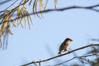 Backyard Sparrow