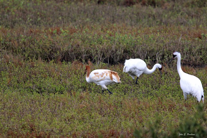Whooping Crane Family