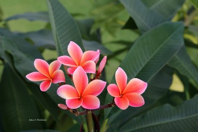 Plumerias