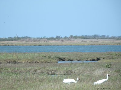 Two Adult Whooping Cranes