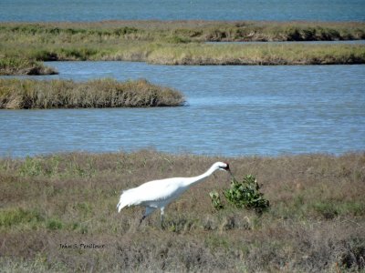 Adult Whooping Crane Feeding on Wolfberries