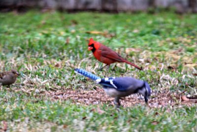 Male Cardinal and Blue Jay