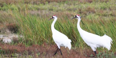 Whooping Crane Pair