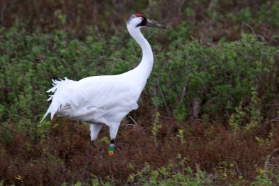 Banded Whooping Crane